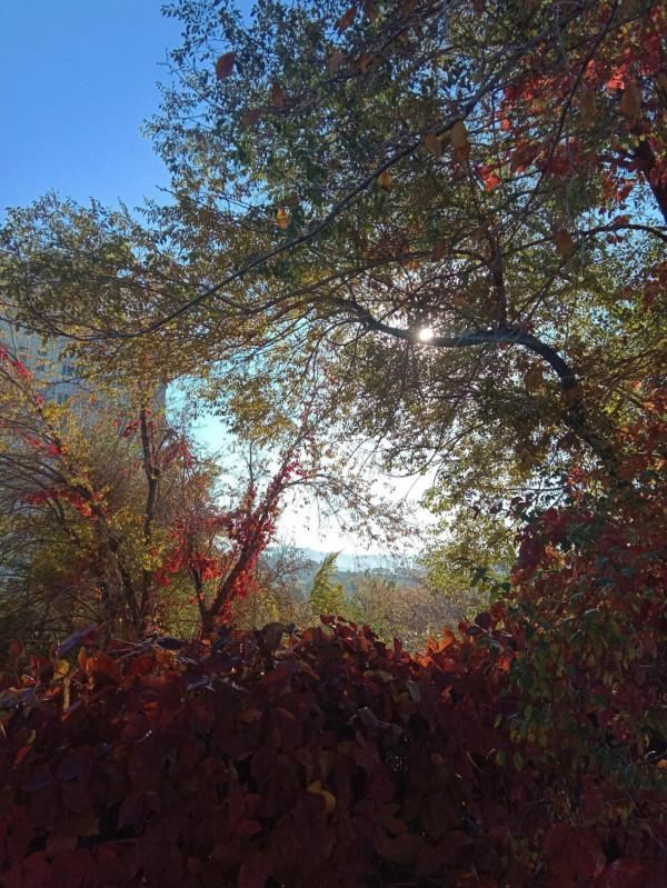 秋天裡,落下的樹葉,也是一生 秋天裡,落下的樹葉,也是一生