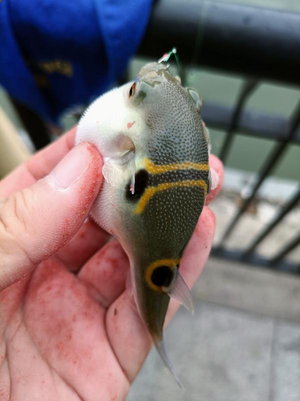 早起的鳥兒有蟲吃，晨釣提竿遛大魚&hellip;&hellip;