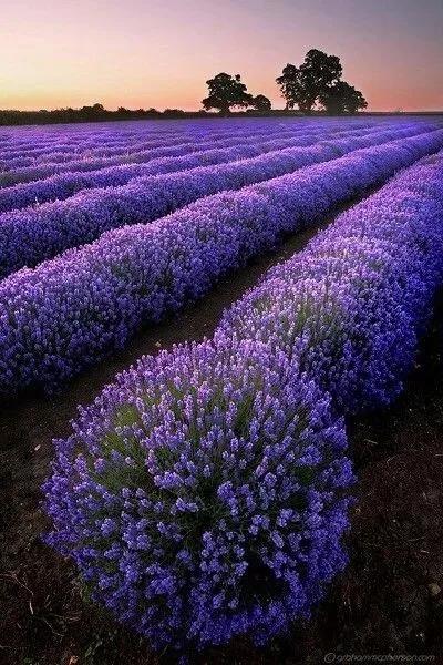帶你看盡世界上最美的花海