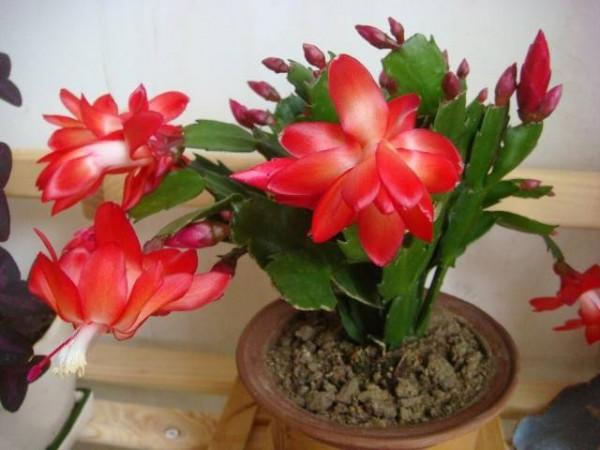 10種&OpenCurlyDoubleQuote;嬌氣花&rdquo;，葉片噴水噴不得，噴水就爛，幹養反而綠油油