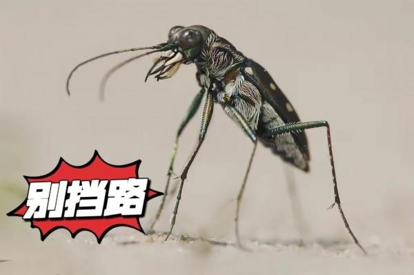 虎了吧唧的小&OpenCurlyDoubleQuote;虎子&rdquo;們