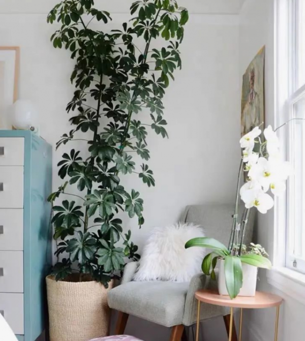 被譽為“招財樹”的鵝掌柴，居家盆栽該注意什麼？