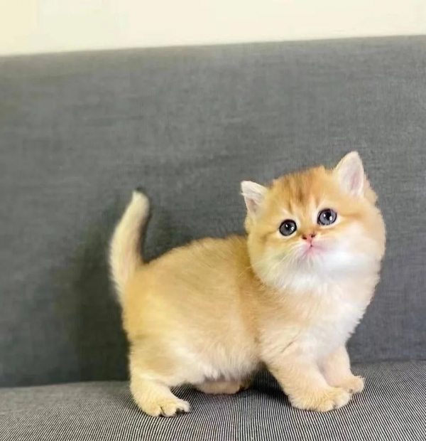 為什麼有許多人把貓叫做“主子”? 為什麼有許多人把貓叫做“主子”?