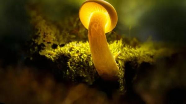 雪花飛揚，美景如畫