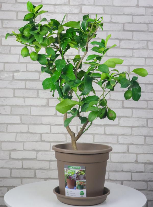 只需4步,檸檬樹也能在家種,輕鬆製作“快樂檸檬水” 只需4步,檸檬樹也能在家種,輕鬆製作“快樂檸檬水”