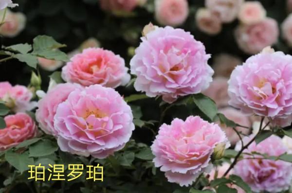 木村卓功及木村系列月季品種（4）