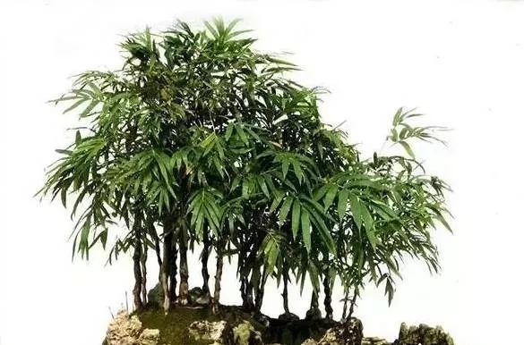 居不可無竹，佛肚竹