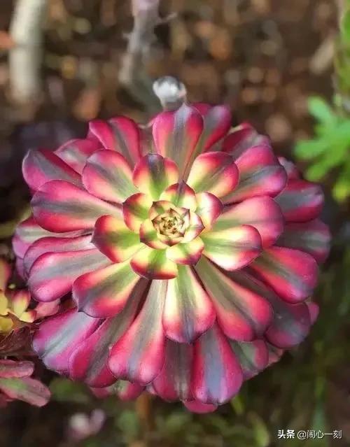 分享——不一樣的多肉