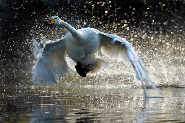 北京動物園拍大天鵝 北京動物園拍大天鵝
