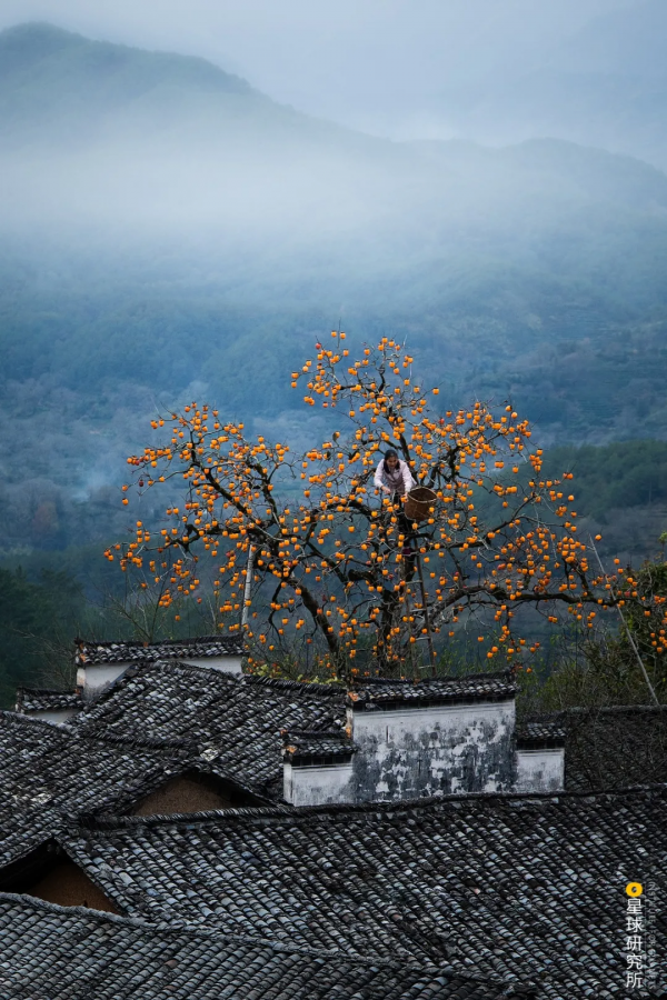 來了！中國賞秋地圖