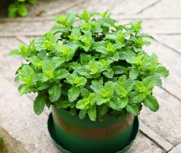 養花都是為了觀賞，這4種花要養一盆，不僅漂亮好養，而且還好吃