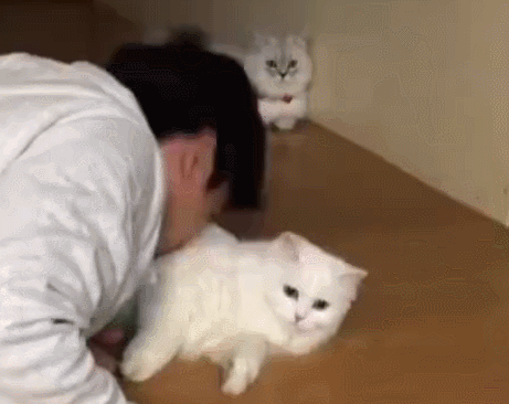 你以為自己的寵物很乾淨,其實它們揹著你幹了很多事 你以為自己的寵物很乾淨,其實它們揹著你幹了很多事