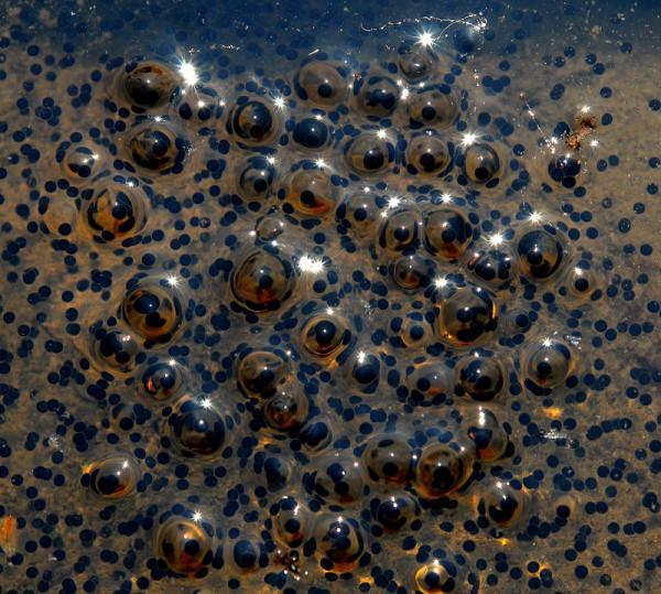 小蝌蚪長成青蛙有多坎坷，6000只卵只有6只能成為青蛙，真不容易