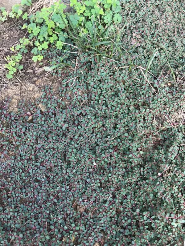 一味民間草藥:地錦草,調氣活血,清熱解毒,能治胃腸病、面板病 一味民間草藥:地錦草,調氣活血,清熱解毒,能治胃腸病、面板病