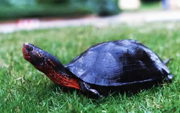 分享一期廣東草龜,它就是黑頸烏龜,飼養它需要注意哪些方面 分享一期廣東草龜,它就是黑頸烏龜,飼養它需要注意哪些方面