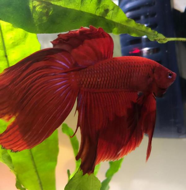 外國妹子救回一條顏色慘白的瀕死鬥魚，兩週後，奇蹟發生