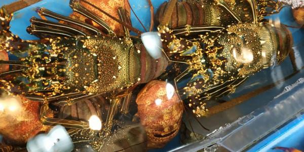 日本沖繩島自駕遊(一)，那霸市內閒逛，僥倖看到了焚燬前的首裡城