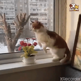 為什麼貓摔不死？