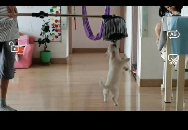 小狗飯糰兒,希望你開心 小狗飯糰兒,希望你開心