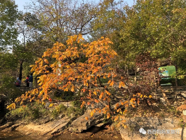 遊房山坡峰嶺 看萬山紅遍