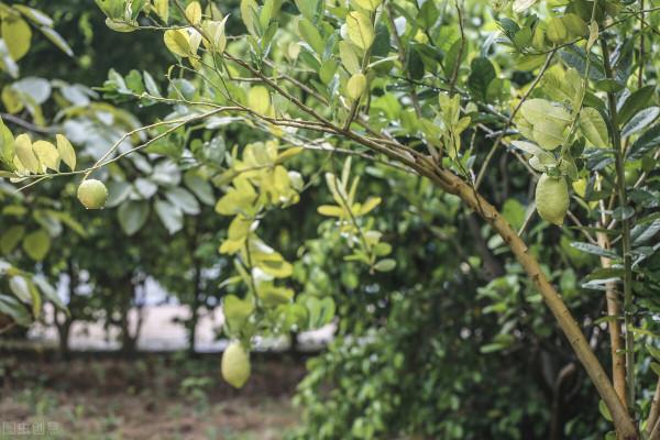 教你如何養護好一棵香水檸檬樹