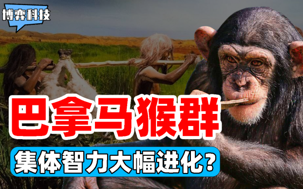 巴拿馬猴群進入“石器時代”，雌雄分工明確，恐會進化為新人類？