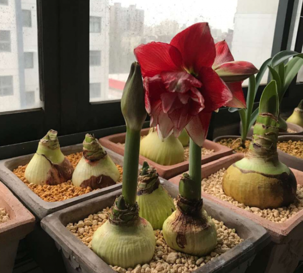 6種“硬氣花”，冬天趕緊“扔出去”，凍一凍才壯，開花更勁爆