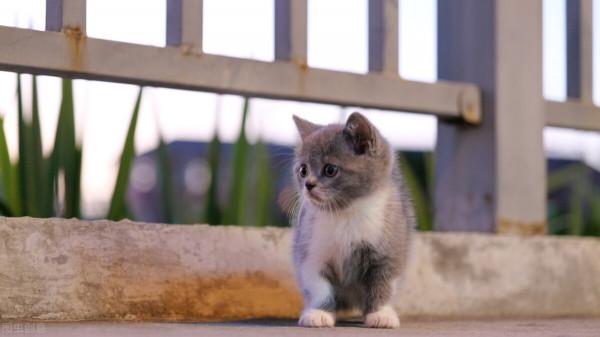 貓咪會認識自己的媽媽?兄弟嗎? 貓咪會認識自己的媽媽?兄弟嗎?