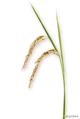 上山尋稻——走進國博“稻·源·啟明”上山文化考古特展