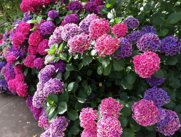 5種“漂亮花”,別隨便曬太陽,曬得越多,開花越少,別弄反了 5種“漂亮花”,別隨便曬太陽,曬得越多,開花越少,別弄反了