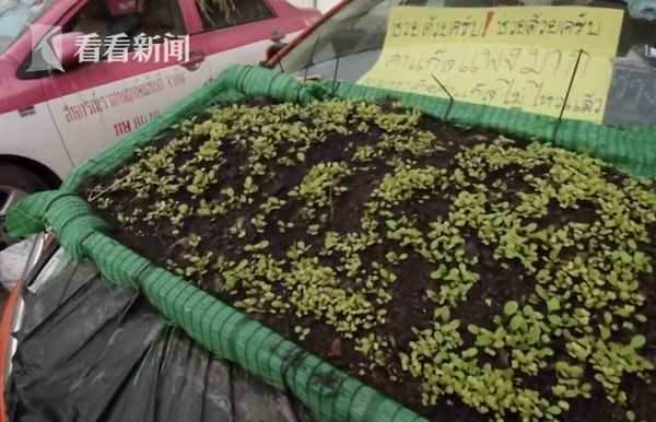 車頂種菜，後備箱養蛙！泰國大量出租車因疫情荒廢變“菜園”