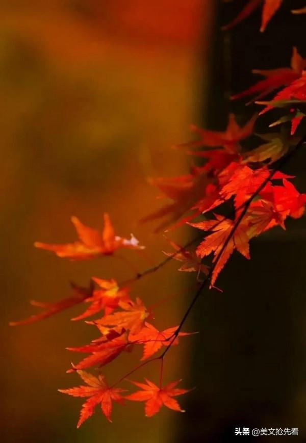 最溫暖的句子 最溫暖的句子