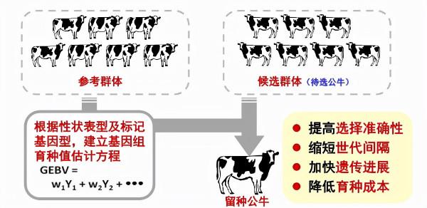中國農業大學奶牛基因組選擇育種國際並跑