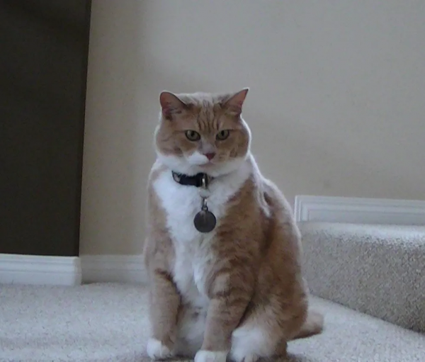 把貓咪喂胖,然後遺棄,這些人是在變相虐待寵物嗎? 把貓咪喂胖,然後遺棄,這些人是在變相虐待寵物嗎?