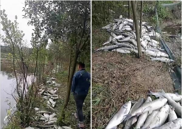 幾千斤魚被毒死，起因是魚塘主沒收了釣魚者的魚竿？誰的錯？