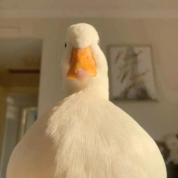 背景圖｜想喝奶茶想吃肉，想不運動躺著瘦