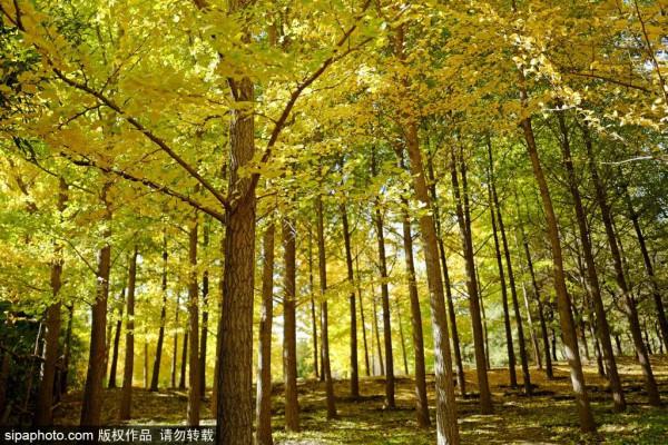 足足20家！北京最美秋色都在這裡了！不用人擠人！