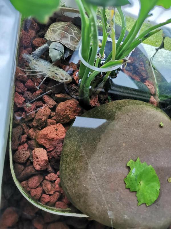 吸水樹脂安排兩隻烏龜冬眠 吸水樹脂安排兩隻烏龜冬眠