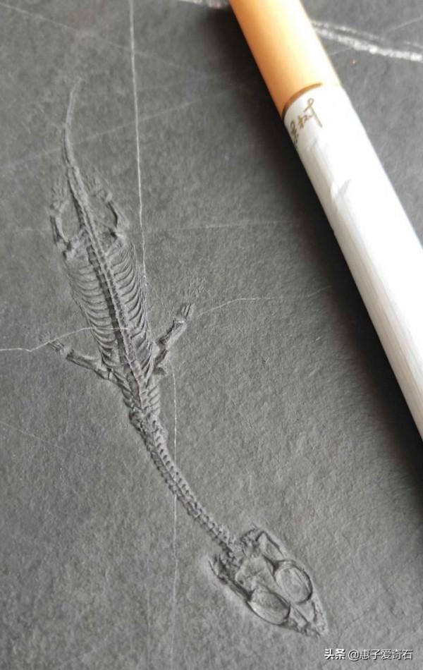 最貴的化石拍出2&period;16億，但有些&OpenCurlyDoubleQuote;化石&rdquo;並非化石