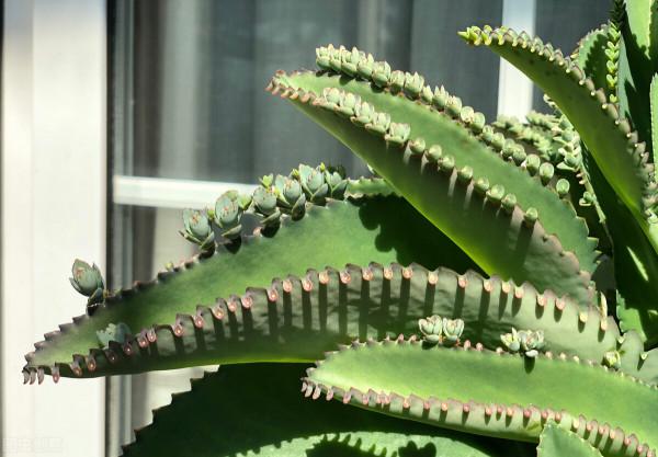 6種花，勤快的人養不好，扔盆裡不管一直髮新芽