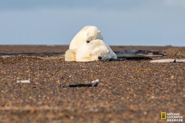 地球上觀賞野生北極熊的最佳地點