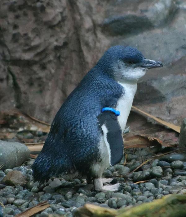 澳洲走地雞?實則是藍色微型企鵝,霓虹下相依背影成就攝影類大獎 澳洲走地雞?實則是藍色微型企鵝,霓虹下相依背影成就攝影類大獎