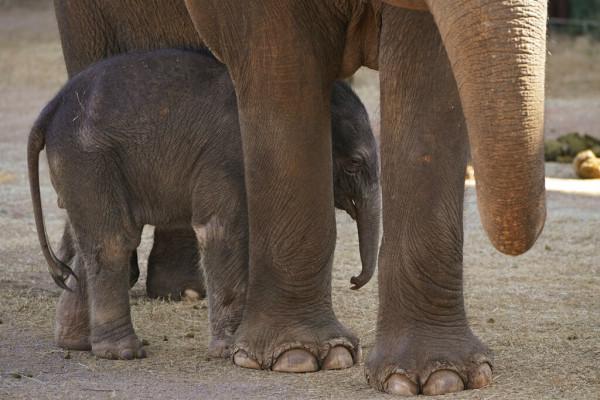 俄克拉荷馬市動植物園出生一隻亞洲象