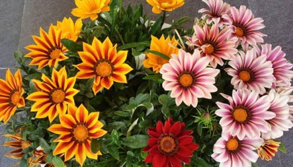 100種常見花卉的播種栽培大全,送給愛養花的你 100種常見花卉的播種栽培大全,送給愛養花的你