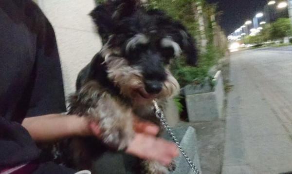 養狗就是早晚要折騰,已回不到從前的寧靜 養狗就是早晚要折騰,已回不到從前的寧靜