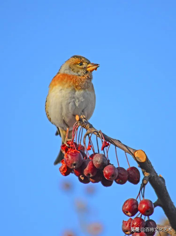 2022第一拍「百將文化」吃海棠果的燕雀