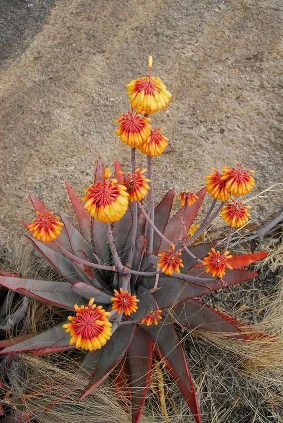 22種奇異的花欣賞之一