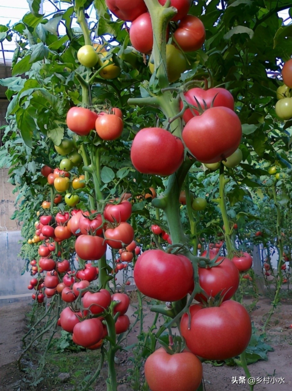 作物病害多、產量低？老農教你個“黃金配方”，作物防病又增產