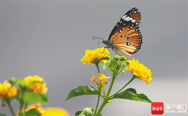 海南週刊 | 海南這些“虎字輩”動物本領高強 海南週刊 | 海南這些“虎字輩”動物本領高強