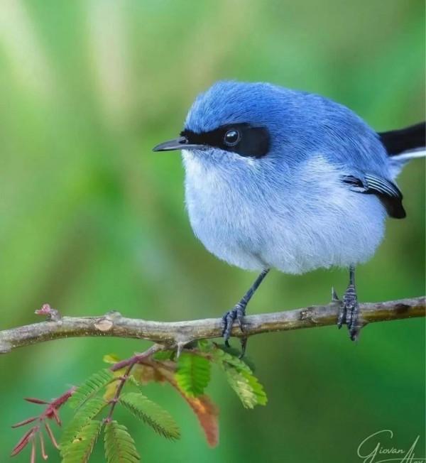 這樣的鳥圖，誰不想擁有？